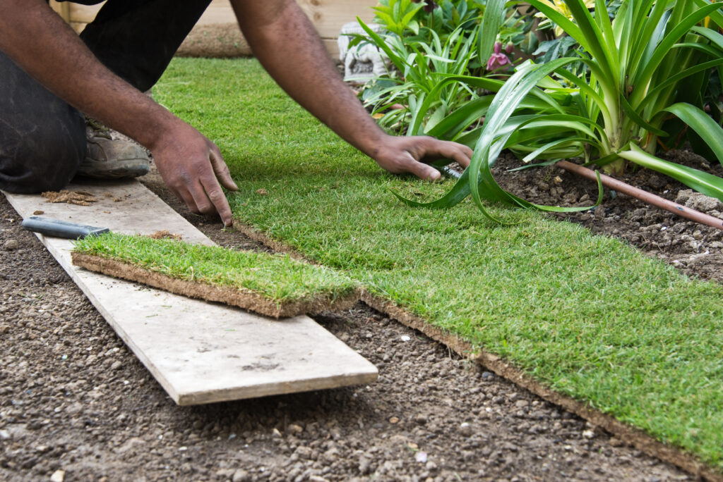 Un jardinier pose des rouleaux de gazon frais sur le sol préparé d'un jardin, avec un outil et une planche de bois.